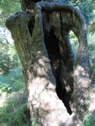 7.27.06 Oaks Bottom 011 